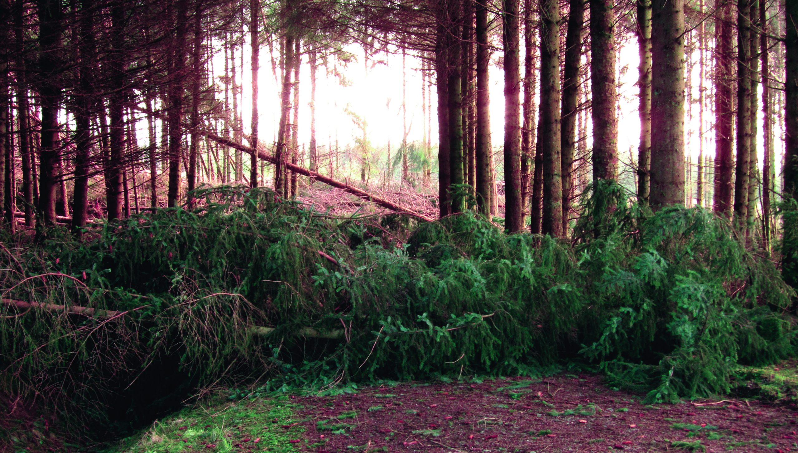 fallenTreesCrop Fallen trees image