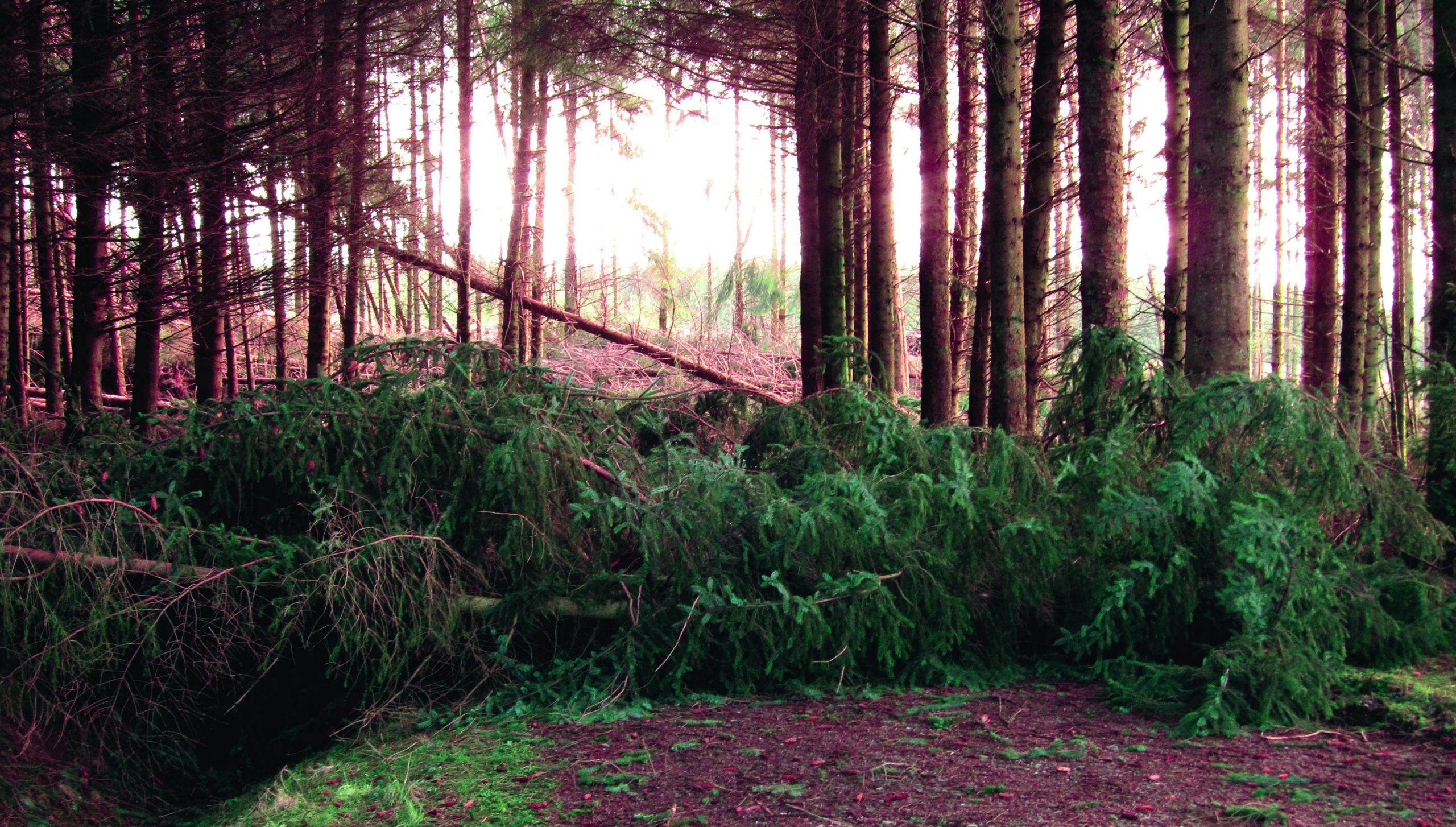 Fallen trees image